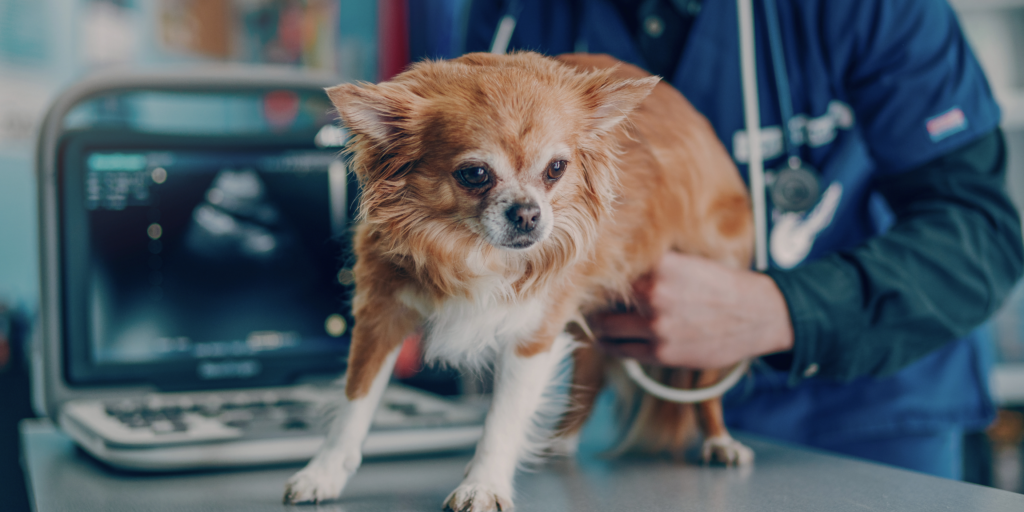 hartfalen spoed hond