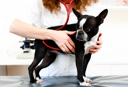 hartruis hond spoed hartfalen kat