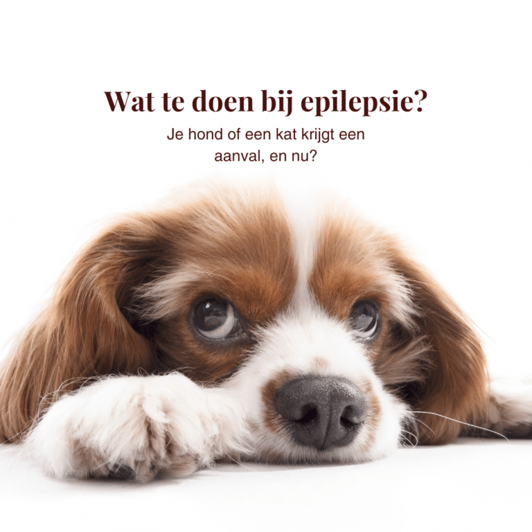 epilepsiehond